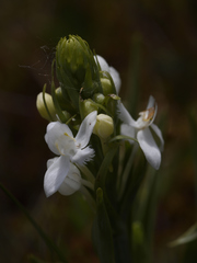 Platanthera blephariglottis blephariglottis