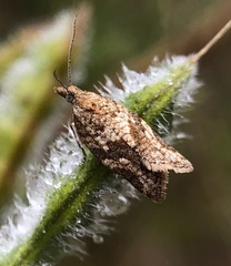 Argyrotaenia franciscana