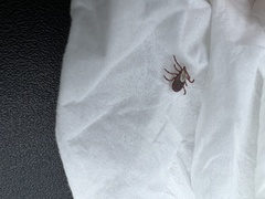 Dermacentor andersoni