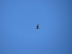 Buteo lagopus