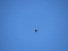 Buteo lagopus