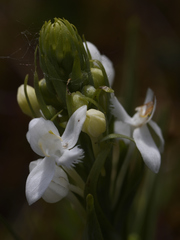 Platanthera blephariglottis blephariglottis
