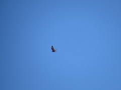 Buteo lagopus