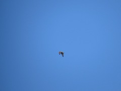 Buteo lagopus