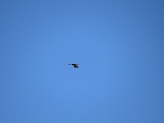 Buteo lagopus