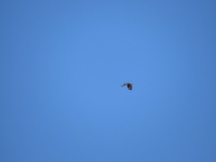 Buteo lagopus