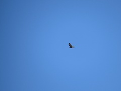 Buteo lagopus