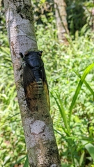 Cryptotympana holsti