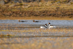 Podiceps gallardoi