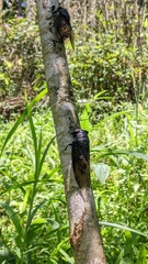 Cryptotympana holsti