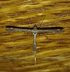 Anstenoptilia marmarodactyla