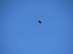 Buteo lagopus