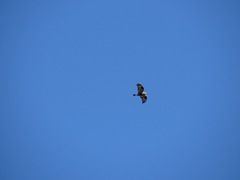 Buteo lagopus