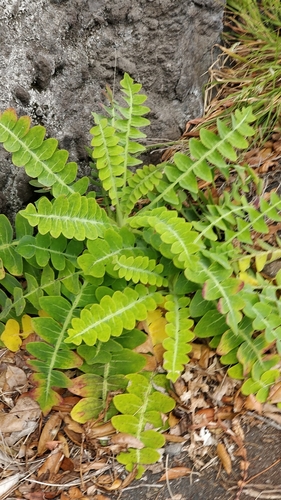 Sonchus ustulatus