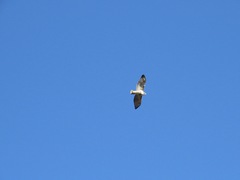 Buteo jamaicensis