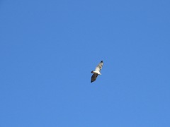 Buteo jamaicensis