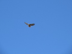 Buteo jamaicensis