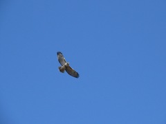 Buteo jamaicensis