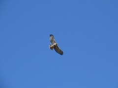 Buteo jamaicensis