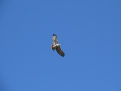 Buteo jamaicensis