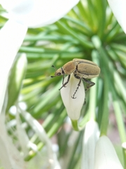 Macrodactylus mexicanus