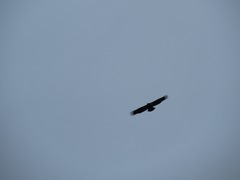 Haliaeetus leucocephalus