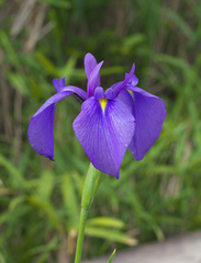 Iris ensata