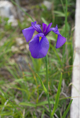 Iris ensata