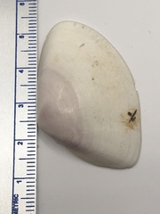 Iphigenia brasiliensis