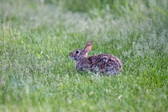 Sylvilagus floridanus