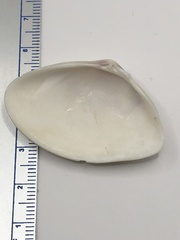 Iphigenia brasiliensis
