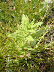 Bellardia viscosa