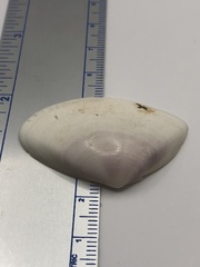 Iphigenia brasiliensis