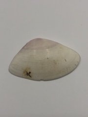 Iphigenia brasiliensis
