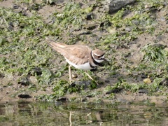 Charadrius vociferus