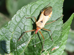 Zelus ruficeps