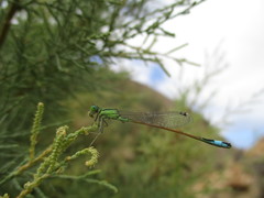 Ischnura saharensis