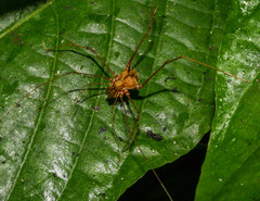 Ventrivomer ancyrophorus
