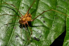 Ventrivomer ancyrophorus