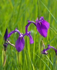 Iris ensata