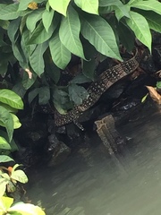 Varanus salvator macromaculatus