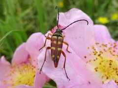 Typocerus