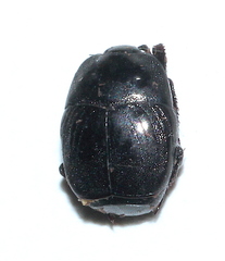 Saprinus subnitescens