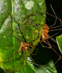 Ventrivomer ancyrophorus
