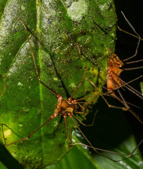 Ventrivomer ancyrophorus