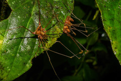 Ventrivomer ancyrophorus