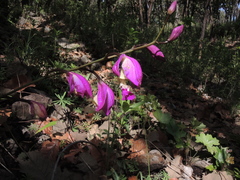 Bletia macristhmochila