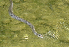 Nerodia erythrogaster