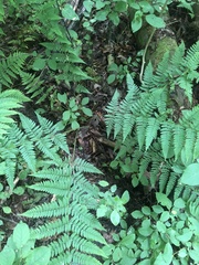 Dryopteris × triploidea