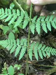 Dryopteris × triploidea